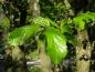 Preview: Zartgrüne Blätter im Austrieb - der Eisenholzbaum