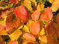Preview: Parrotia persica im rot-gelben Herbstlaub