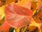 Preview: Schön gefärbte Herbstblätter des Eisenholzbaumes