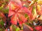Preview: Parthenocissus quinquefolia in roter Herbstfärbung