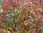 Preview: Schöner roter Herbstfärber: Parthenocissus quinquefolia
