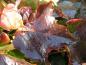 Preview: Beginnende Herbstfärbung bei Parthenocissus tricuspidata Boskoop
