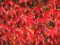 Preview: Selbstklimmender Wein mit leuchtend roter Herbstfärbung
