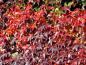 Preview: Parthenocissus tricuspidata Veitchii mit roter Herbstfärbung