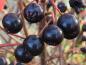 Preview: Leckere Beeren der Schwarzen Apfelbeere