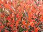 Preview: Rotes Herbstlaub der Schwarzen Apfelbeere