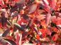 Preview: Tolles Herbstlaub bei Aronia melanocarpa Hugin