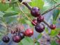 Preview: Aronia Hugin: Fruchtansatz