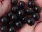 Preview: Reife Früchte von Aronia melanocarpa Hugin