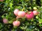 Preview: Pernettya mucronata Rosea, Bärljung Rosea