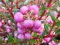 Preview: Pernettya mucronata Rosea, Bärljung Rosea