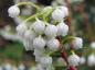 Preview: Torfmyrthe männlicher Bestäuber - weiße Blüten