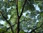 Preview: Krone des Phellodendron amurense