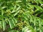 Preview: Früchte des Phellodendron amurense