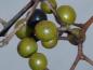 Preview: Die Früchte des Korkbaumes in der Nahaufnahme