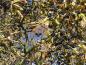 Preview: Schwarze Früchte und Gelbe Herbstfärbung vom Phellodendron amurense