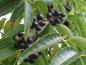 Preview: Phellodendron amurense: schwarze Früchte im Oktober