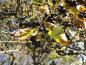 Preview: Korkbaum: Gelbes Herbstlaub und Früchte