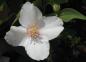 Preview: Gartenjasmin Belle Etoile - weiße Blüte in Nahaufnahme