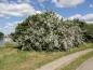 Preview: Der Bauernjasmin (Philadelphus coronarius) am natürlichen Standort