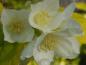 Preview: Weiße, duftende Blüten von Philadelphus coronarius Aureus