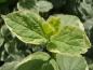 Preview: Philadelphus coronarius Variegatus - frischer Trieb