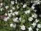 Preview: Weiße Blütenpracht beim Duftjasmin