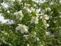 Preview: Triebspitze von Philadelphus Erectus mit weißen Blüten