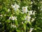 Preview: Duftjasmin - weiße, duftende Blüten im Frühsommer