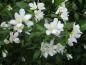Preview: Philadelphus lemonei Erectus - weiße Blütenfülle