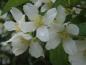 Preview: Duftende Blüten bei Philadelphus lemonei Erectus