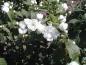 Preview: Weiße Blüten des Gartenjasmins Schneesturm