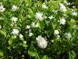 Preview: Reiche, weiße Blüte im Frühsommer: Gartenjasmin Schneesturm