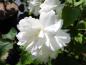 Preview: Weiße Einzelblüte von Gartenjasmin Schneesturm