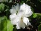 Preview: Nahaufnahme der weißen Blüte von Philadelphus Schneesturm