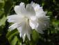 Preview: Hübsche duftende und weiße Blüten - Philadelphus Schneesturm