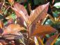 Preview: Rotes Laub von Photinia fraseri Red Robin