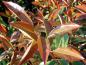 Preview: Photinia fraseri Red Robin im roten Sommerlaub