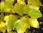 Preview: Die Fasanenspiere mit gelbem Herbstlaub