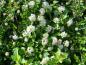 Preview: Weiße Blüte der Fasanenspiere