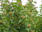 Preview: Fasanenspiere - reicher Fruchtbehang