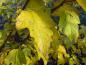 Preview: Physocarpus opulifolius mit gelber Herbstfärbung