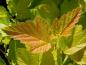 Preview: Oranger Austrieb bei Physocarpus opulifolius Darts Gold