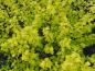 Preview: Die Sommerbelaubung des Physocarpus opulifolius Darts Gold (Gelblaubige-Zwerg-Fasanenspiere)