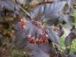 Preview: Früchte und dunkelrotes Laub - Fasanenspiere Diabolo