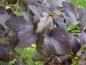 Preview: Die Fasanenspiere Diabolo hat tiefdunkelrote Blätter.