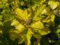 Preview: Gulbladig smällspirea (Physocarpus opulifolius Luteus)