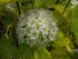 Preview: Gulbladig smällspirea (Physocarpus opulifolius Luteus)