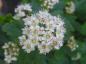 Preview: Weißen Blüten der Zwerg-Fasanenspiere