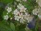 Preview: Zwerg-Fasanenspiere - weiße Blüten mit rosa Zeichnung